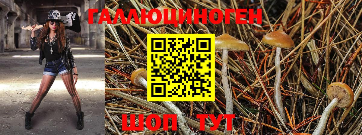 Галлюциногенные грибы мицелий  Псилоцибиновые грибы GOLDEN TEACHER  Вход с VPN  Подольск 